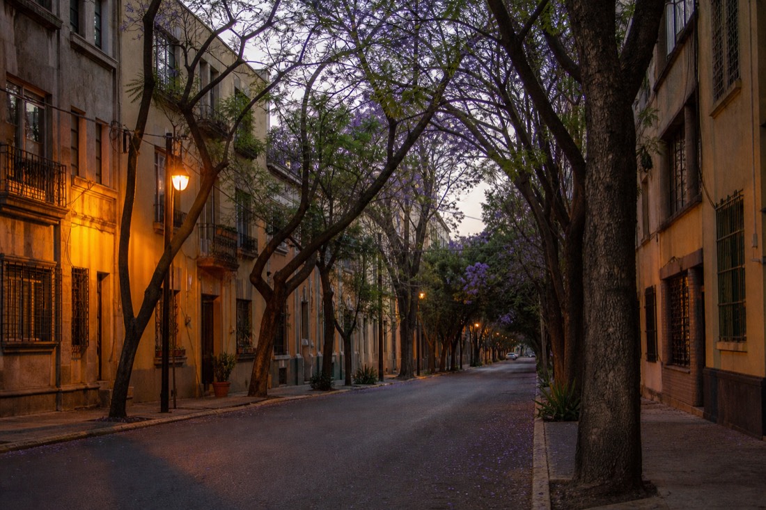 A tree-lined residential street in a Mexico City neighbourhood at dusk